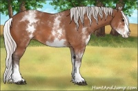 Horse Color:White Spotted Silver Bay Splash 