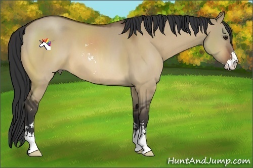 Horse Color:Bay Dun Sabino 