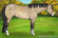 Horse Color:Bay Dun Sabino 