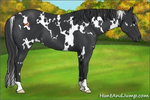 Horse Color:White Spotted Black