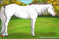 Horse Color:White Spotted Silver Bay Appaloosa