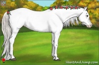 Horse Color:White Spotted Silver Bay Appaloosa