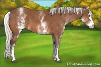 Horse Color:White Spotted Silver Bay Splash