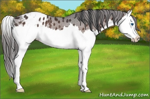 Horse Color:Bay Splash Appaloosa Rabicano 