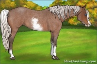 Horse Color:White Spotted Silver Bay Roan Splash 