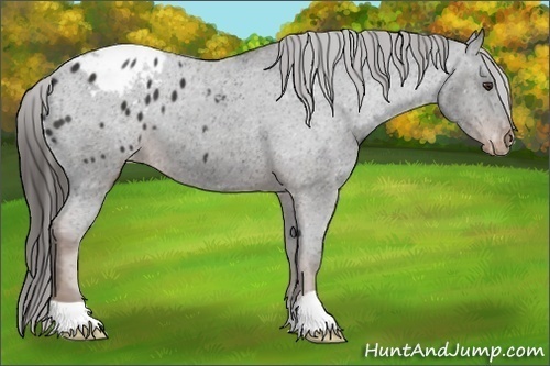 Horse Color:Liver Chestnut Appaloosa