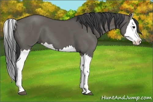 Horse Color:Grullo Splash 