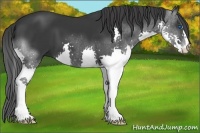 Horse Color:Black Splash