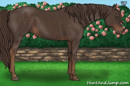 Horse Color:Liver Chestnut 