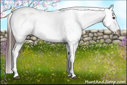 Horse Color:Brown Appaloosa