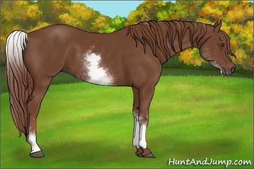 Horse Color:White Spotted Chestnut 