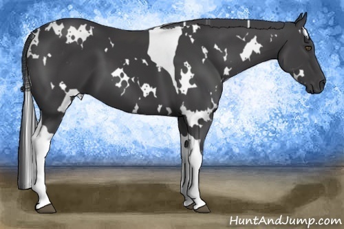 Horse Color:White Spotted Smoky Black Tobiano 