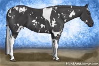 Horse Color:White Spotted Smoky Black Tobiano