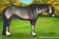 Horse Color:Blue Onyx 