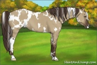 Horse Color:White Spotted Liver Red Dun 