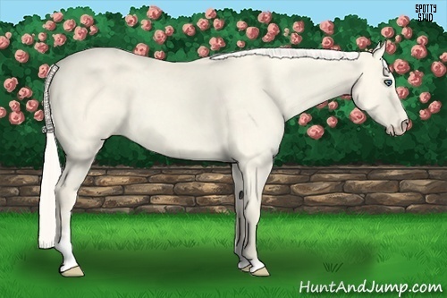 Horse Color:Cremello Dun Sabino 