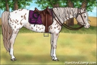 Horse Color:Chestnut Splash Appaloosa 