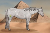 Horse Color:White Spotted Liver Chestnut Varnish Rabicano 