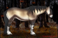 Horse Color:Bay Onyx 