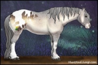 Horse Color:Bay Onyx Appaloosa 