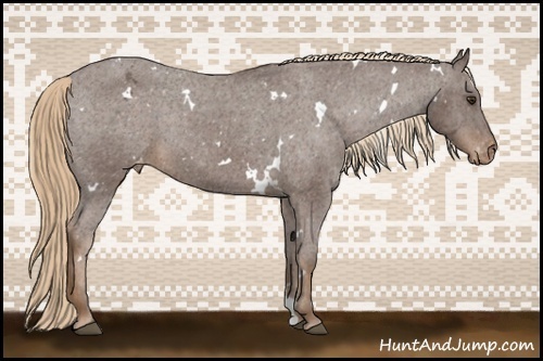 Horse Color:White Spotted Liver Chestnut Varnish Rabicano 