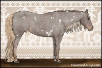 Horse Color:White Spotted Liver Chestnut Varnish Rabicano 