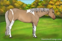 Horse Color:Silver Bay Dun Tobiano 