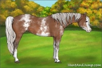 Horse Color:White Spotted Silver Bay Splash