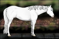 Horse Color:Silver Perlino Dun Appaloosa Rabicano