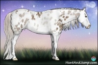 Horse Color:White Spotted Chocolate Palomino Splash Appaloosa Rabicano 