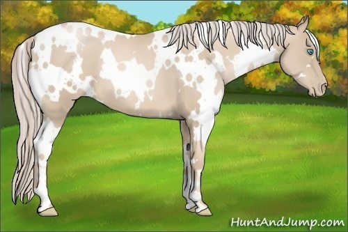 Horse Color:White Spotted Palomino Pearl Frame 