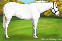 Horse Color:White Spotted Smoky Black Sabino Splash Frame Appaloosa Rabicano
