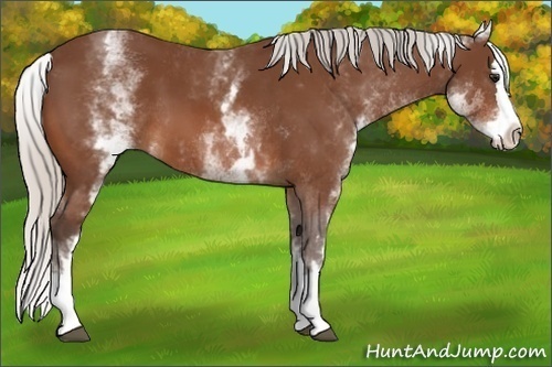 Horse Color:White Spotted Silver Bay Splash