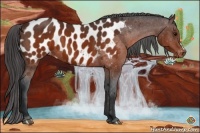 Horse Color:Brown Appaloosa 