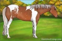 Horse Color:Silver Bay Tobiano Appaloosa 