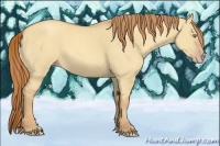Horse Color:Gold Champagne Dun