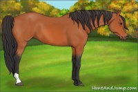 Horse Color:Bay and Bay