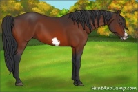 Horse Color:Bay Frame