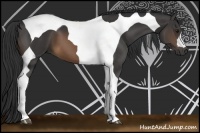 Horse Color:Buckskin Tobiano