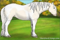 Horse Color:Cremello Dun Tobiano