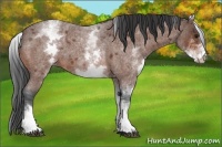 Horse Color:White Spotted Bay Roan 