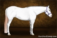 Horse Color:Classic Champagne Roan Dun Splash Appaloosa 