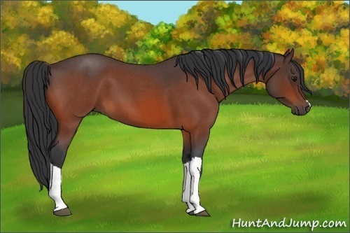 Horse Color:Bay Roan 
