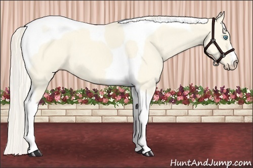 Horse Color:Cremello Dun Tobiano 