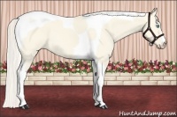 Horse Color:Cremello Dun Tobiano 