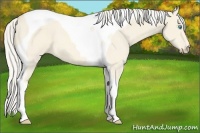 Horse Color:Cremello Dun Tobiano
