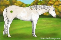 Horse Color:Cremello Sabino 