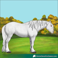 Horse Color:Silver Blue Chinchilla Roan Pearl Tobiano 
