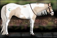 Horse Color:Silver Blue Roan Pearl Tobiano Frame 