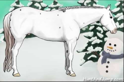 Horse Color:Brown Appaloosa 